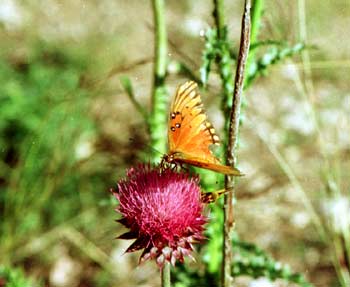 2001 butterfly on thistle.jpg (16698 bytes)